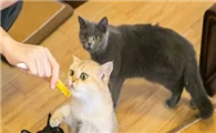 猫咪围着主人玩耍是为什么呢