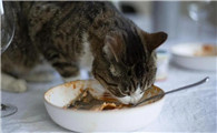 猫为啥会偷吃剩饭