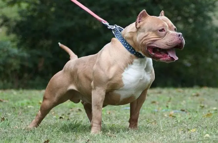 世界第一猛犬是什么狗 世界第一猛犬是什么狗