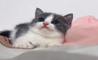 猫咪为什么压孩子腿