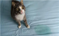 猫咪突然尿频每次只尿一点怎么治疗呢
