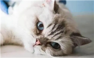 猫咪为什么在家呕吐拉稀呢