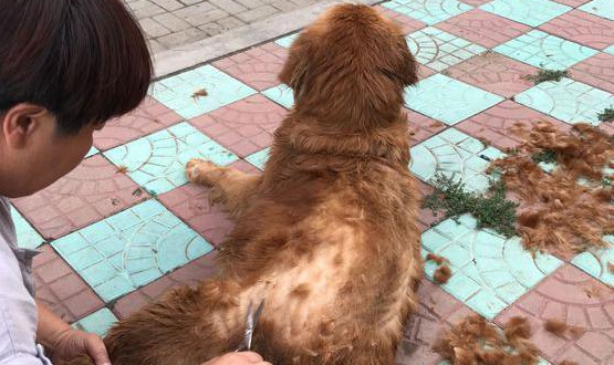 金毛犬掉毛程度怎么样啊