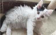 猫咪为什么有白毛是怎么回事啊