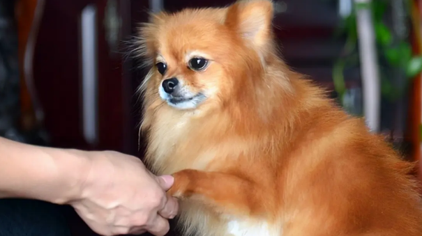 博美犬喜欢主人摸它哪里
