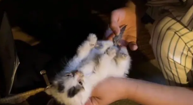 被猫妈妈舍弃,在被发现时已经浑身冰凉的它,依然还有被爱的权利 被猫妈妈舍弃,在被发现时已经浑身冰凉的它,依然还有被爱的权利