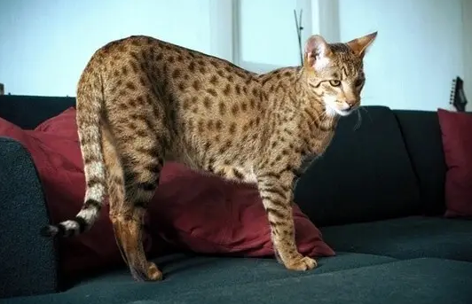哪里能买到萨凡纳猫 哪里能买到萨凡纳猫
