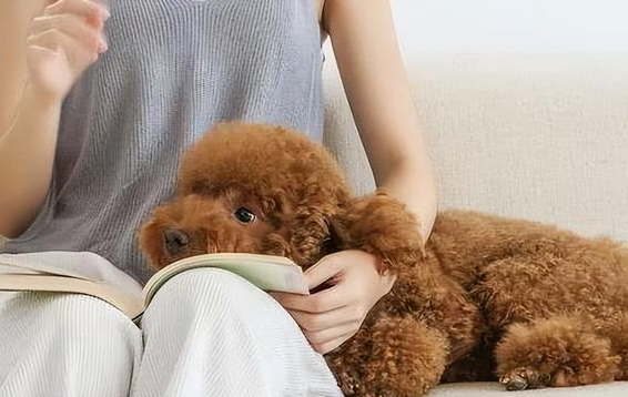 为什么说女生不能养泰迪 为什么说女生不能养泰迪