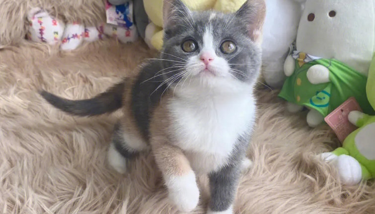 英短三花猫漂亮的标准