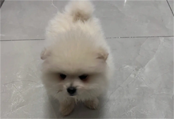 博美狗狗打喷嚏怎么回事儿