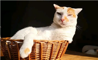猫咪为什么会看人不顺眼呢