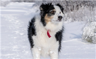 狗狗为什么能在雪地行走呢