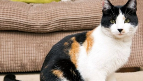 长毛三花猫多少钱一只