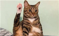 猫咪脚为什么不敢着地呢