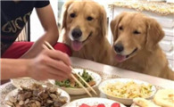 金毛犬不吃东西怎么办呢