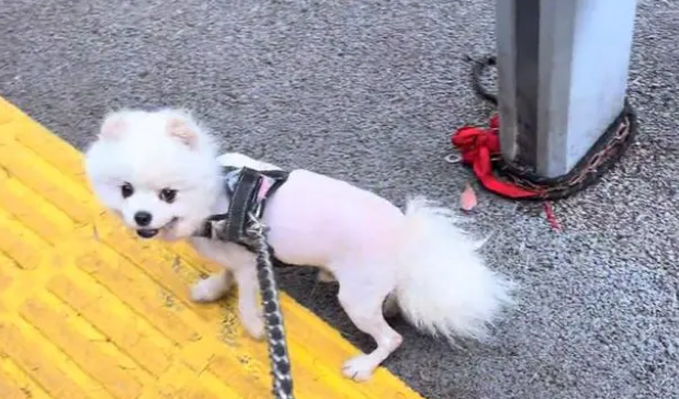 缺乏管教，高颜值却又异常凶猛的博美犬，最终也难逃被送养的结局