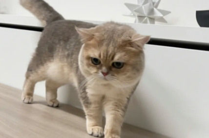 小猫来了猫舍靠谱吗? 小猫来了猫舍靠谱吗?