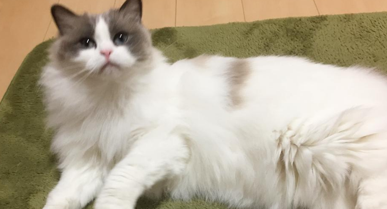 布偶猫的7种分类分别是什么呢