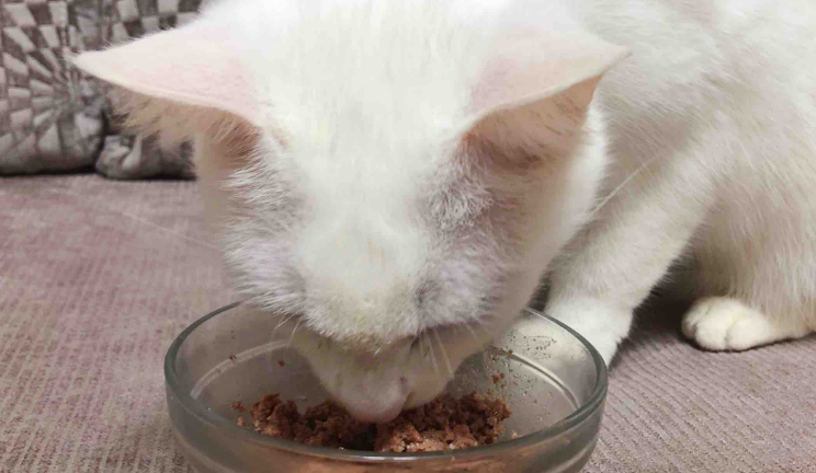 金赏猫罐头好吗？怎么喂？