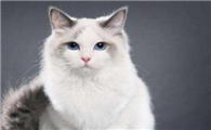 猫咪踩奶嘴为什么老动呢