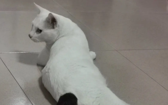 拖枪猫的性格好吗，养的时候需要注意什么？