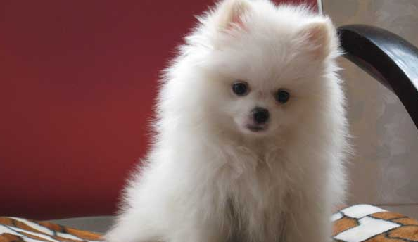 博美犬吃什么食物最好 博美犬吃什么食物最好