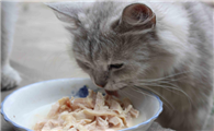 猫吃了鸡肉会怎么样呢？