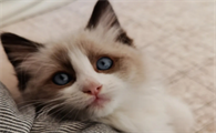 猫咪在陌生环境丢了,怎么找回来呢