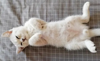 猫咪会对你信任吗为什么