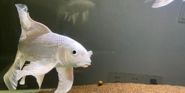 锦鲤鱼鳍裂开多久能好啊