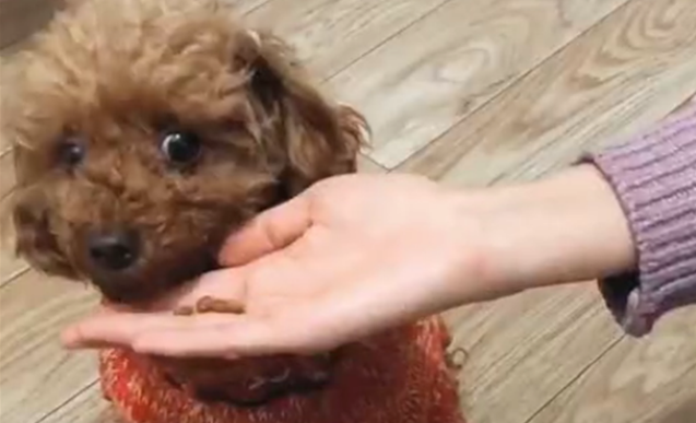 幼犬泰迪多大可以吃干狗粮了