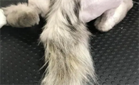 猫咪为什么会油尾巴