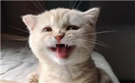 猫咪为什么变温顺了还叫呢