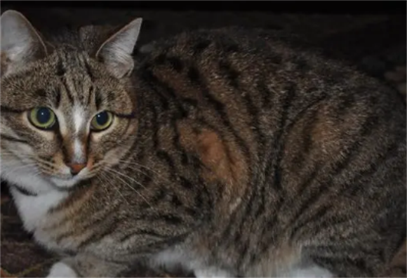 科普:虎皮猫多少钱一只? 科普:虎皮猫多少钱一只?