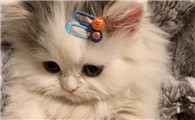 猫咪老是拴在家好吗为什么