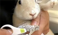 兔子可以剪指甲吗怎么剪