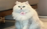 猫咪为什么发出许多不同的叫声