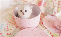 揭秘世界上最小的猫——茶杯猫