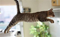 猫为什么疯狂乱窜呢