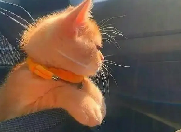 猫咪的化毛膏究竟是什么东西 