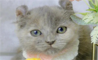 猫咪为什么怀孕总是吐呢