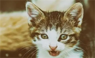 猫咪声音为什么会变哑了