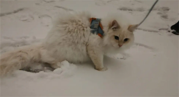 乌云踏雪猫怎样养?乌云踏雪猫介绍 乌云踏雪猫怎样养?乌云踏雪猫介绍