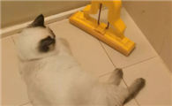猫咪为什么舔拖把呢