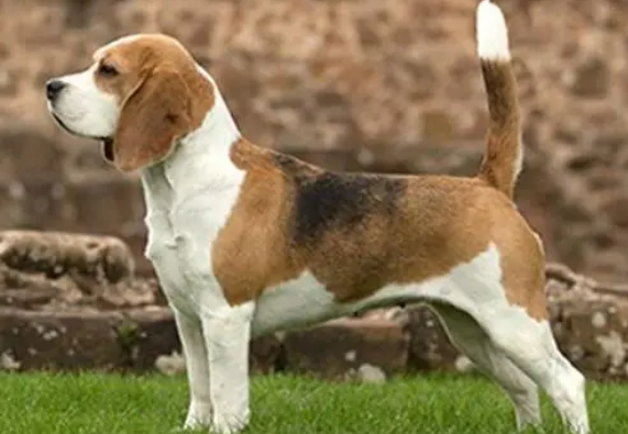 比格犬的智商怎么样呀 比格犬的智商怎么样呀
