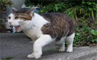 猫走丢了怎么样才能找回来