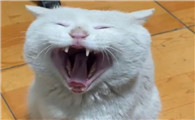 为什么猫的嗓子变小了