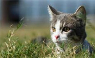 猫丢了怎么办才好