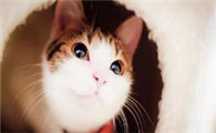 猫咪为什么会吃油麦菜叶子呢