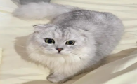 猫咪误食了老鼠药会怎么样